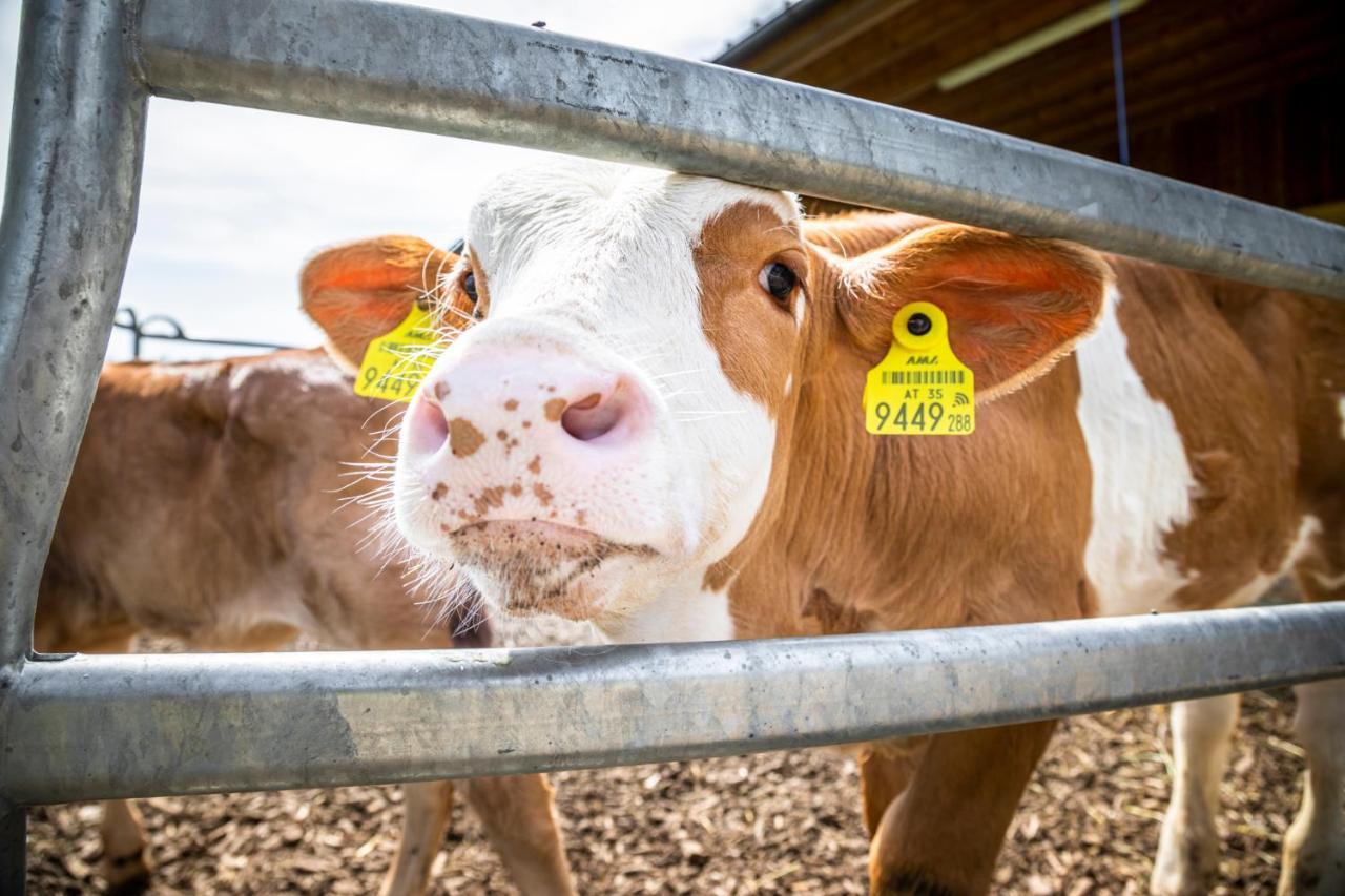 Ferienhaus Schlagerbauer Biohof ザルツブルク エクステリア 写真